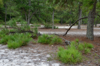Pino Loblolly / Bosque de dunas de brezo de arena – CEGL006052 Pino Loblolly / Bosque de dunas de brezo de arena – CEGL006052