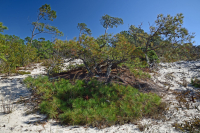 Pino Loblolly / Bosque de dunas de brezo de arena – CEGL006052 Pino Loblolly / Bosque de dunas de brezo de arena – CEGL006052