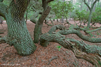 Bosque Marítimo de Robles Vivos – CEGL007027 Bosque Marítimo de Robles Vivos – CEGL007027