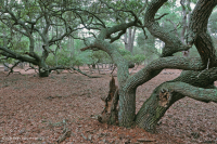 Bosque Marítimo de Robles Vivos – CEGL007027 Bosque Marítimo de Robles Vivos – CEGL007027
