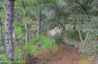 Bosque Marítimo de Robles Vivos – CEGL007027 Bosque Marítimo de Robles Vivos – CEGL007027