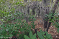 Bosque Caducifolio Mixto Marítimo – CEGL007540 Bosque Caducifolio Mixto Marítimo – CEGL007540