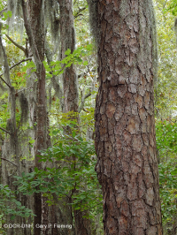 Bosque Caducifolio Mixto Marítimo – CEGL007540 Bosque Caducifolio Mixto Marítimo – CEGL007540