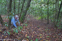 Bosque Caducifolio Mixto Marítimo – CEGL007540 Bosque Caducifolio Mixto Marítimo – CEGL007540