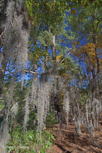 Bosque Caducifolio Mixto Marítimo – CEGL007540 Bosque Caducifolio Mixto Marítimo – CEGL007540