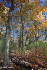 Bosque Caducifolio Mixto Marítimo – CEGL007540 Bosque Caducifolio Mixto Marítimo – CEGL007540