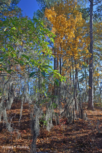 Bosque Caducifolio Mixto Marítimo – CEGL007540 Bosque Caducifolio Mixto Marítimo – CEGL007540