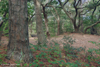 Bosque Marítimo de Robles Vivos – CEGL007027 Bosque Marítimo de Robles Vivos – CEGL007027