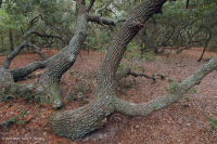 Bosque Marítimo de Robles Vivos – CEGL007027 Bosque Marítimo de Robles Vivos – CEGL007027