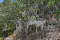 Bosque Marítimo de Robles Vivos – CEGL007027 Bosque Marítimo de Robles Vivos – CEGL007027