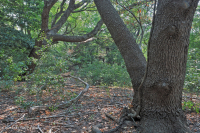 Pino Pino Marítimo - Bosque de Frondosas – CEGL006040 Pino Pino Marítimo - Bosque de Frondosas – CEGL006040