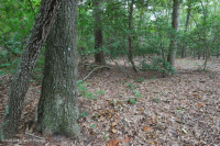 Pino Pino Marítimo - Bosque de Frondosas – CEGL006040 Pino Pino Marítimo - Bosque de Frondosas – CEGL006040