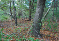 Pino Pino Marítimo - Bosque de Frondosas – CEGL006040 Pino Pino Marítimo - Bosque de Frondosas – CEGL006040