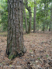 Pino Pino Marítimo - Bosque de Frondosas – CEGL006040 Pino Pino Marítimo - Bosque de Frondosas – CEGL006040