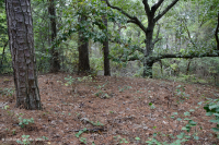 Pino Pino Marítimo - Bosque de Frondosas – CEGL006040 Pino Pino Marítimo - Bosque de Frondosas – CEGL006040