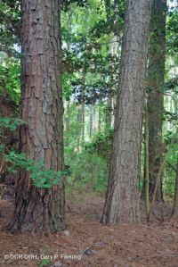 Pino Pino Marítimo - Bosque de Frondosas – CEGL006040 Pino Pino Marítimo - Bosque de Frondosas – CEGL006040