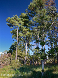 Pino Pino Marítimo - Bosque de Frondosas – CEGL006040 Pino Pino Marítimo - Bosque de Frondosas – CEGL006040