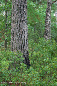 Pino Pino Marítimo - Bosque de Frondosas – CEGL006040 Pino Pino Marítimo - Bosque de Frondosas – CEGL006040