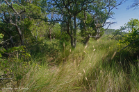 Bosque Marítimo de Robles Vivos – CEGL007027 Bosque Marítimo de Robles Vivos – CEGL007027