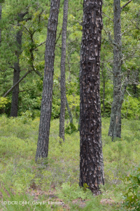 Pino de hoja larga / Matorral de roble Bosque de arena > CEGL003592 Pino de hoja larga / Matorral de roble Bosque de arena > CEGL003592