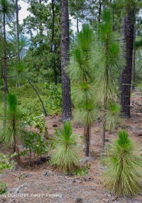 Pino de hoja larga / Matorral de roble Bosque de arena > CEGL003592 Pino de hoja larga / Matorral de roble Bosque de arena > CEGL003592