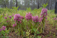 Pino de hoja larga / Matorral de roble Bosque de arena > CEGL003592 Pino de hoja larga / Matorral de roble Bosque de arena > CEGL003592