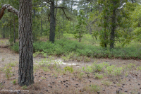 Pino de hoja larga / Matorral de roble Bosque de arena > CEGL003592 Pino de hoja larga / Matorral de roble Bosque de arena > CEGL003592