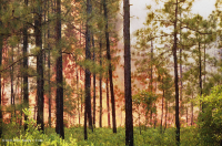 Pino de hoja larga / Matorral de roble Bosque de arena > CEGL003592 Pino de hoja larga / Matorral de roble Bosque de arena > CEGL003592