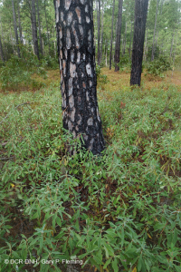 Pino de hoja larga / Matorral de roble Bosque de arena > CEGL003592 Pino de hoja larga / Matorral de roble Bosque de arena > CEGL003592