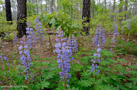 Pino Loblolly / Matorral Roble Sandhill Woodland Pino Loblolly / Matorral Roble Sandhill Woodland