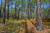Pino de hoja larga / Matorral de roble Bosque de arena > CEGL003592 Pino de hoja larga / Matorral de roble Bosque de arena > CEGL003592