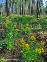 Pino Loblolly / Matorral Roble Sandhill Woodland Pino Loblolly / Matorral Roble Sandhill Woodland