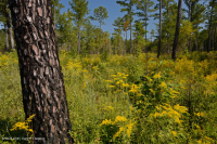 Pino Loblolly / Matorral Roble Sandhill Woodland Pino Loblolly / Matorral Roble Sandhill Woodland
