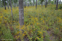 Pino Loblolly / Matorral Roble Sandhill Woodland Pino Loblolly / Matorral Roble Sandhill Woodland