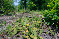 Llanura Costera Xérica Terraza Fluvial Bosque ~ CEGL006354 Llanura Costera Xérica Terraza Fluvial Bosque ~ CEGL006354
