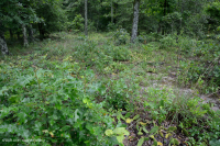 Llanura Costera Xérica Terraza Fluvial Bosque ~ CEGL006354 Llanura Costera Xérica Terraza Fluvial Bosque ~ CEGL006354
