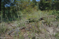 Llanura Costera Terraza Fluvial Xérica Bosque - CEGL006354 Llanura Costera Terraza Fluvial Xérica Bosque - CEGL006354