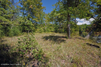 Llanura Costera Terraza Fluvial Xérica Bosque - CEGL006354 Llanura Costera Terraza Fluvial Xérica Bosque - CEGL006354