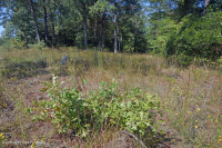 Llanura Costera Terraza Fluvial Xérica Bosque - CEGL006354 Llanura Costera Terraza Fluvial Xérica Bosque - CEGL006354