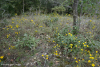 Llanura Costera Terraza Fluvial Xérica Bosque - CEGL006354 Llanura Costera Terraza Fluvial Xérica Bosque - CEGL006354