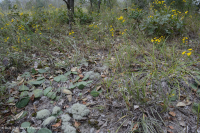 Llanura Costera Terraza Fluvial Xérica Bosque - CEGL006354 Llanura Costera Terraza Fluvial Xérica Bosque - CEGL006354