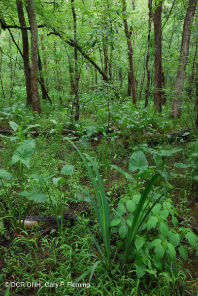 Pantano de madera dura de marea dulce - CEGL006287