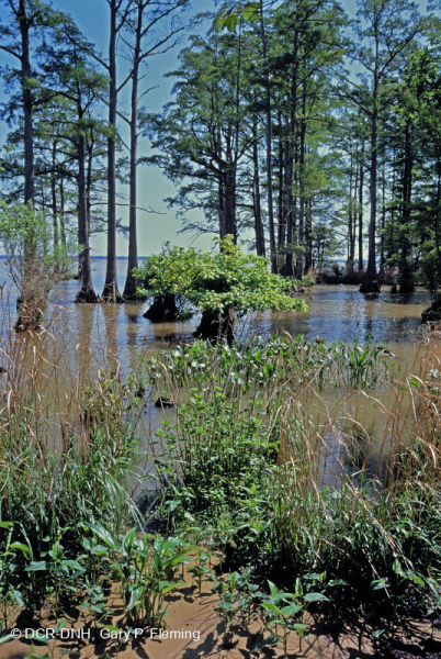 Bosque de cipreses calvos de la llanura costera del norte - CEGL006850