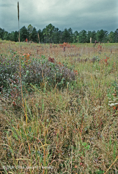 Llanura costera / Turbera de infiltración del Piamonte exterior - CEGL006499