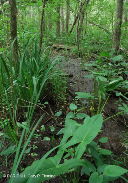 Pantano de madera dura de marea dulce - CEGL006287