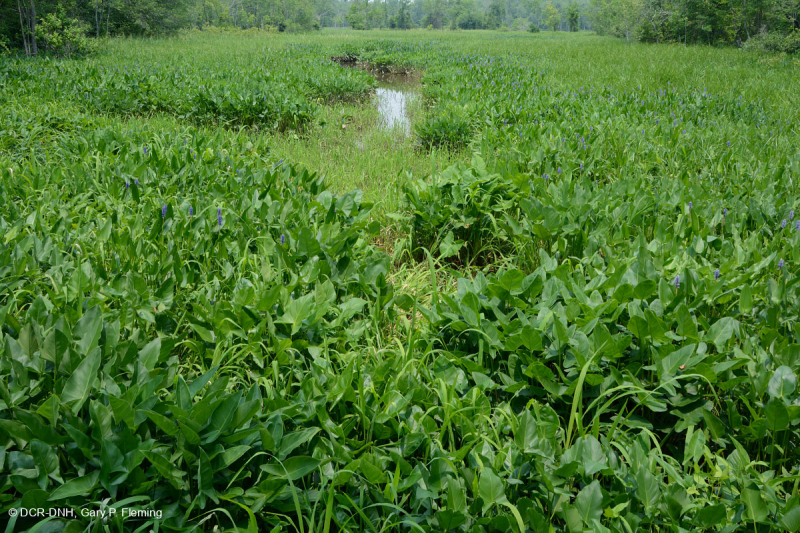 Marisma de agua dulce de marea (arroz salvaje - tipo de hierbas mixtas) – CEGL004202
