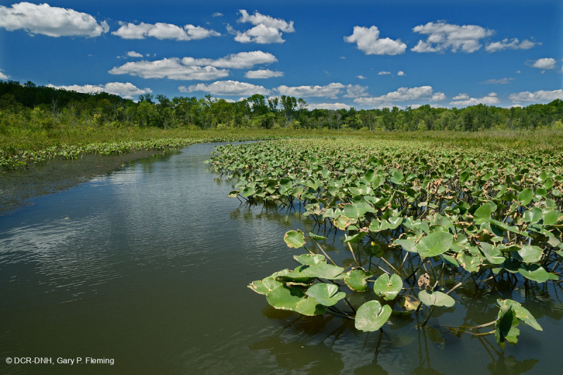 Marisma de agua dulce de marea (tipo de marisma de salpicadura común) – CEGL004472