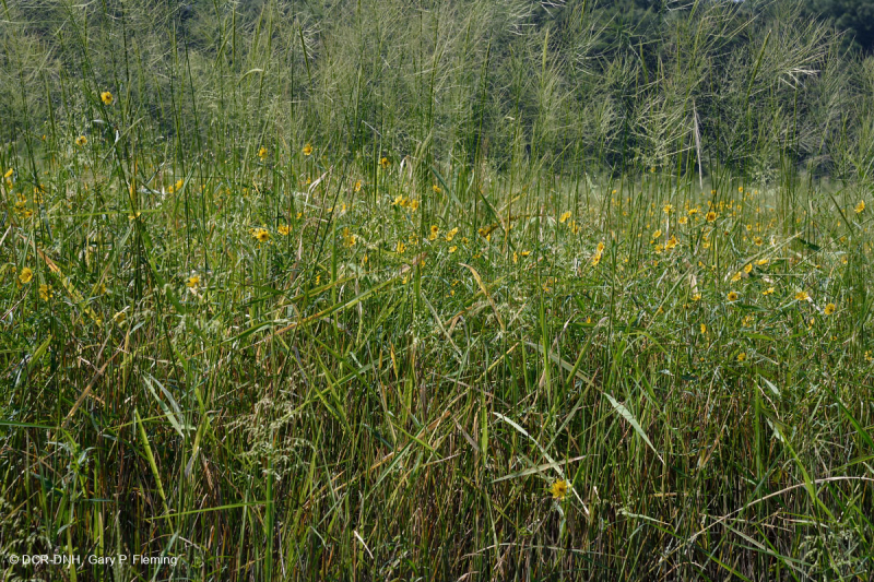 Marisma de agua dulce de marea (arroz salvaje - tipo herbáceo mixto) - CEGL004202