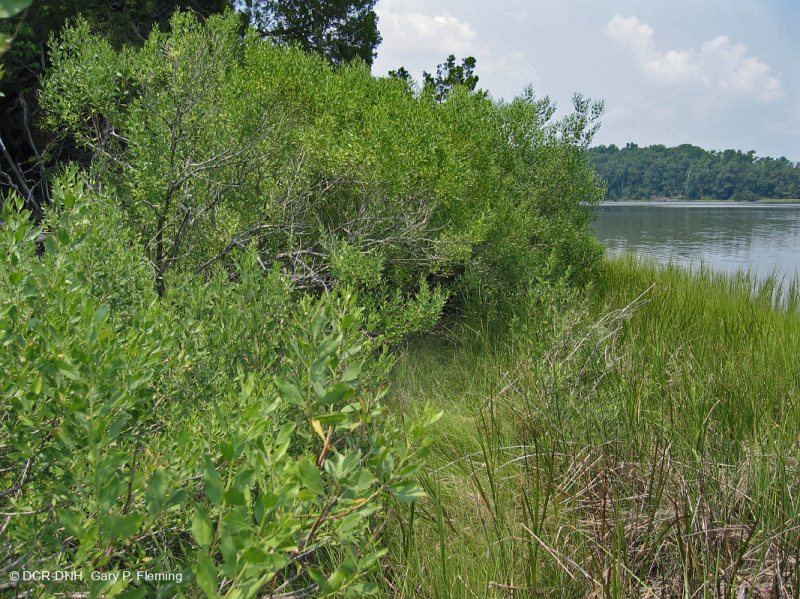 Exfoliante de sal – CEGL003921
