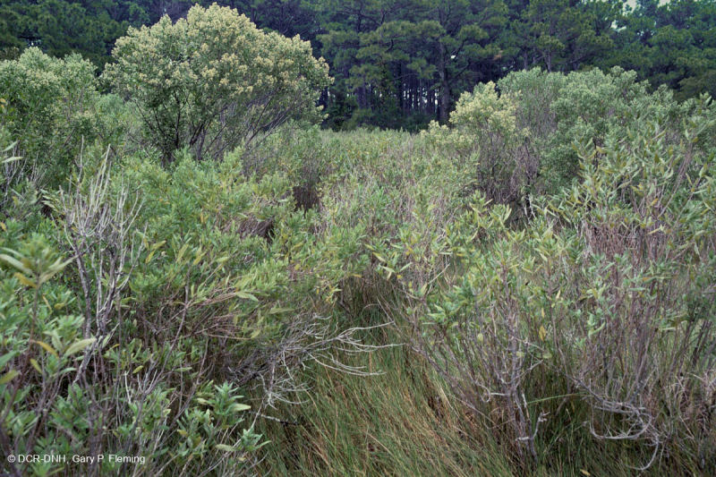 Exfoliante de sal – CEGL003921